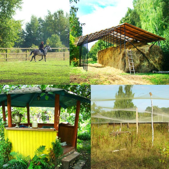 Конюшня, лошади, аренда конюшни, прокат лошадей, фазанарий